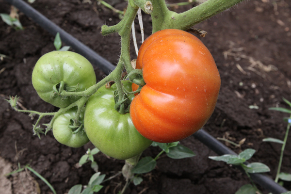 5 semillas-Economía Verduras-tomate-Naranja Wellington