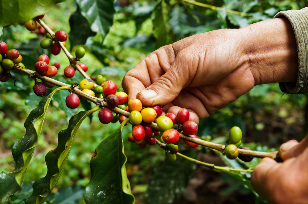 Beneficiarios del programa PROCAGICA en El Salvador producen café de alta  calidad cultivado a menos de 800 metros de altura | Instituto  Interamericano de Cooperación para la Agricultura