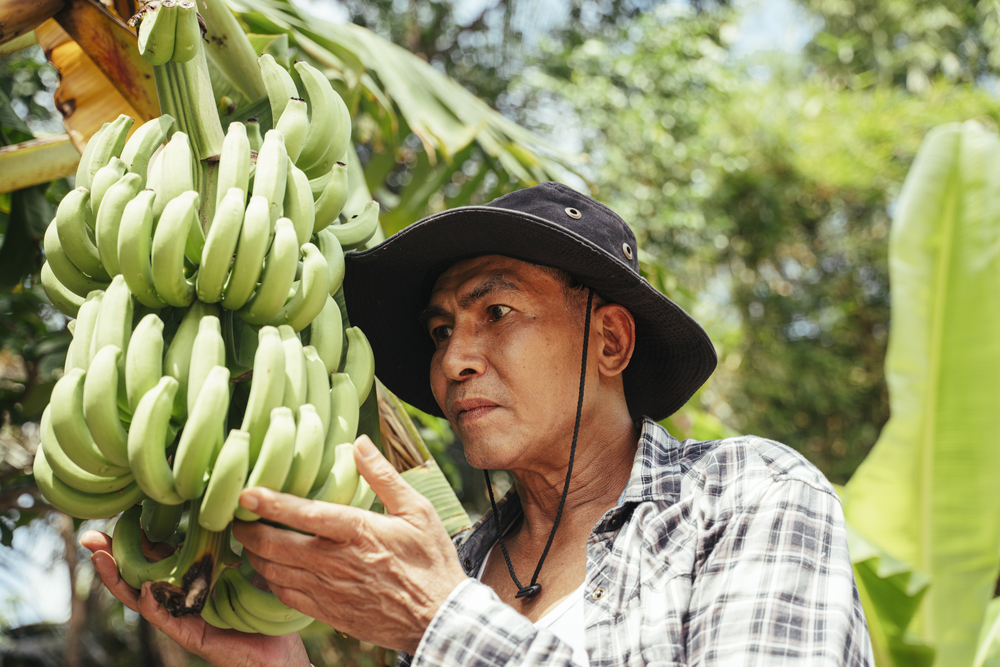 Alarm bells sound in Peru and Ecuador amidst the banana “pandemic”: experts call for public-private cooperation to battle the scourge | Inter-American Institute for Cooperation on Agriculture