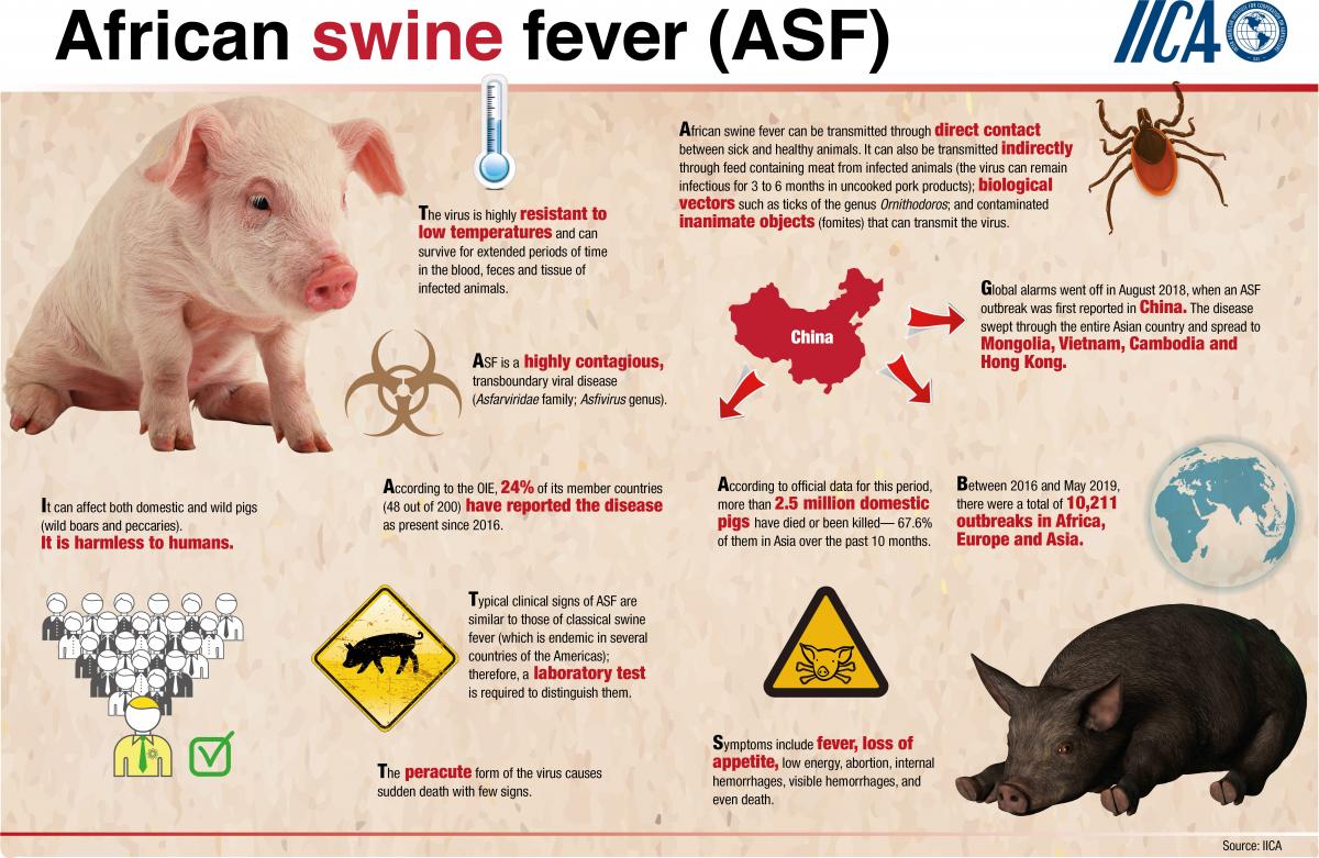 IICA calls for strengthening sanitary controls to prevent the spread of  African swine fever -