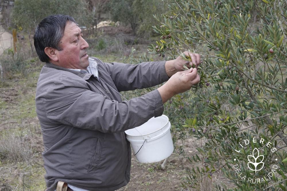 Emilio Sepúlveda se interesó en las plantas de olivo que tradicionalmente se cultivan en el norte de Chile y trasladó la actividad a la Araucanía, una de las 16 regiones del país, ubicada más de 700 kilómetros al sur de la capital, Santiago.