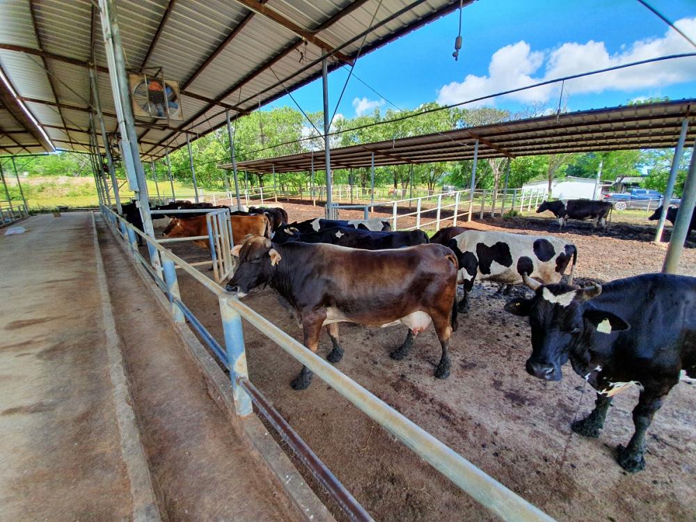 en 11 fincas de las zonas donde se está implementando esta iniciativa se realizan mediciones técnicas-científicas de emisión de GEI, lo que representa un apoyo robusto al diseño del NAMA ganadería.