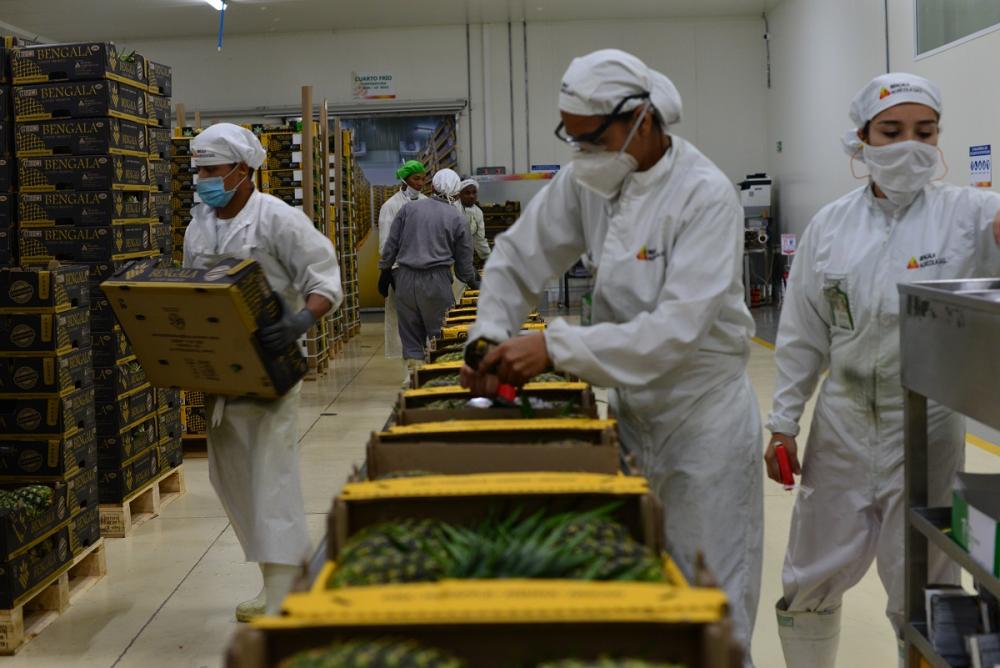 proceso de empaque y embalaje de exportación de piña fresca en las instalaciones de la empresa Bengala, en el Valle del Cauca, Colombia.