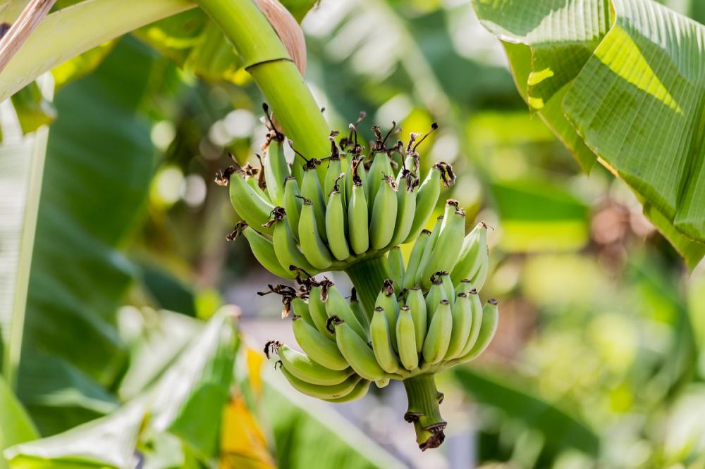 El Fusarium RT4, es un patógeno que afecta la producción de cultivos, especialmente banano, plátano y guineo.