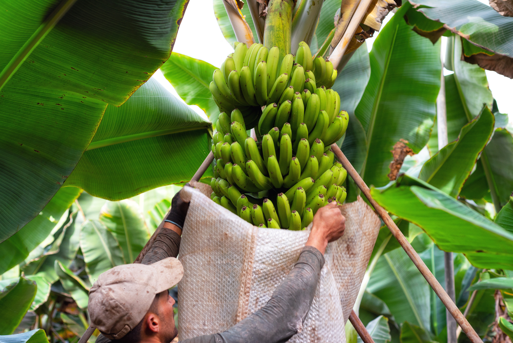 Por la importancia estratégica del banano en la alimentación e ingresos de la agricultura familiar, es necesario fortalecer las capacidades para prevenir, diagnosticar, vigilar y contener los brotes del hongo, así como para concienciar y difundir información entre las comunidades agrícolas.