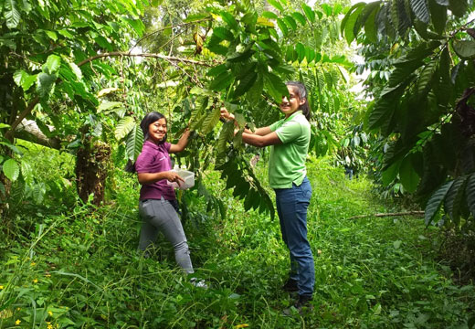 Estudiantes en la práctica de campo del taller de control biológico de la broca en Honduras 