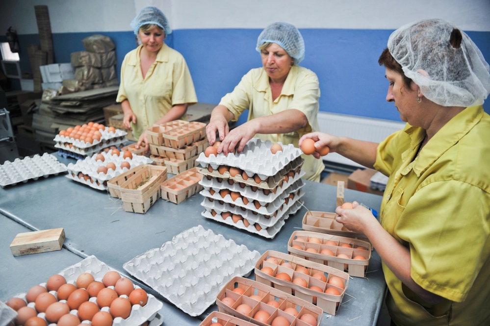  La sanidad en la producción de los alimentos avícolas favorece el comercio y ayuda a abrir más mercados internacionales.  