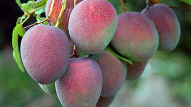 La iniciativa del Cropcheck se desarrollará en torno al cultivo de mango, como experiencia piloto.