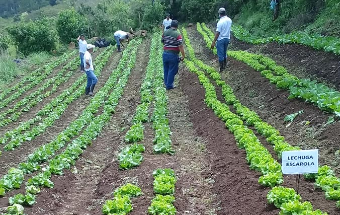 Los jóvenes cultivan 10 tipo de hortalizas