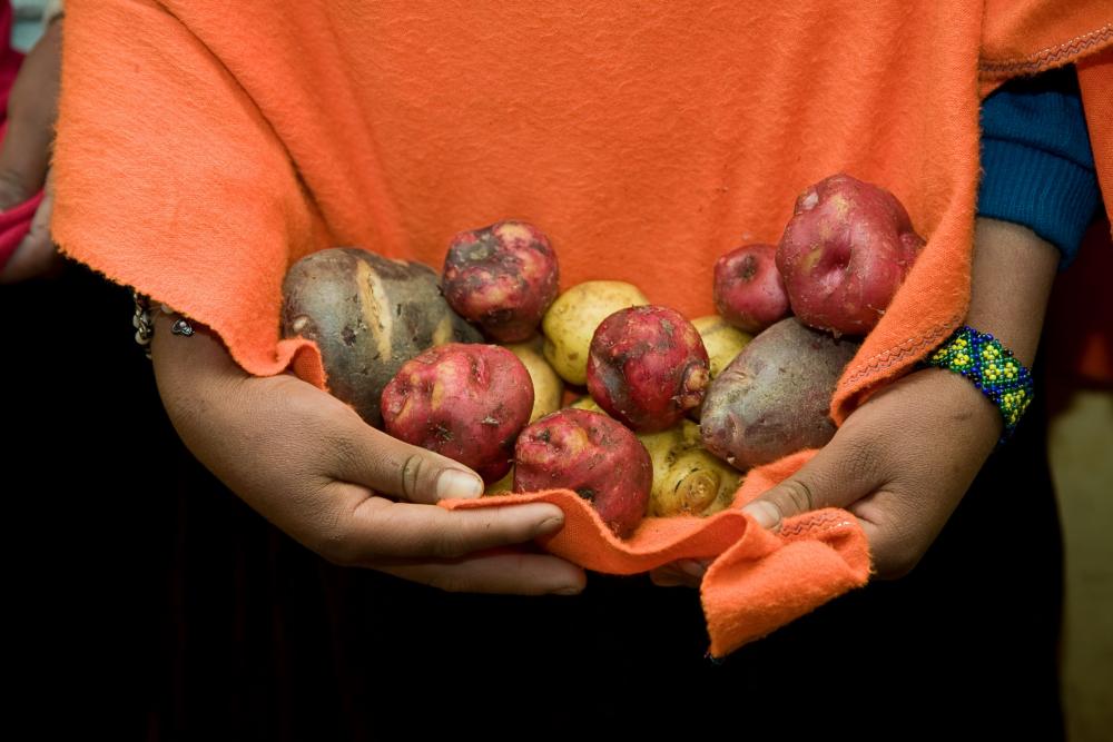 Ecuador es una tierra de papas: ¡con 580 variedades de todos los colores y sabores