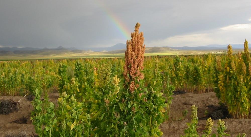 Cultivo de quinua en Uyuni, Potosí, Bolivia. Fotografía: Gabriela Alandia.
