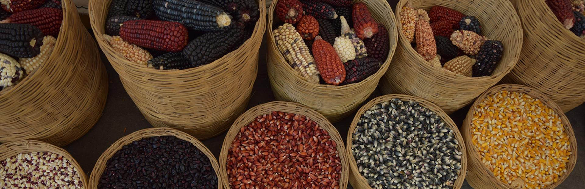 México es centro de origen y diversidad de maíces nativos y cuenta con 64 razas mientras que Bolivia y Perú, cuentan con 77 y 55 razas respectivamente.