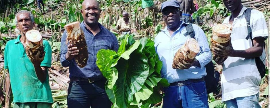 Taro, also known as malanga in some Latin American countries, has been key lately to diversify the agriculture of this island country.