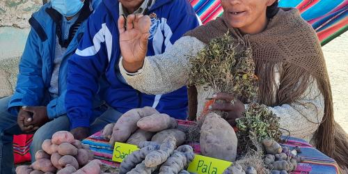 Voces andinas. Experiencias del proyecto Papa, Familia y Clima
